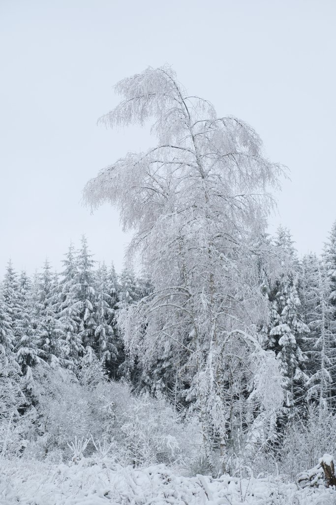 Arbres enneigés