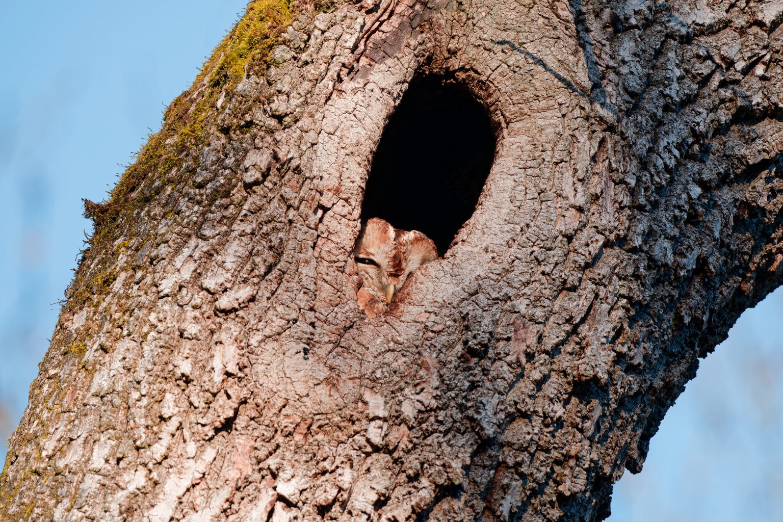 Appareil : X-T5 Focale : 600mm Ouverture : f/8 Vitesse : 1/250sec ISO : ISO-640