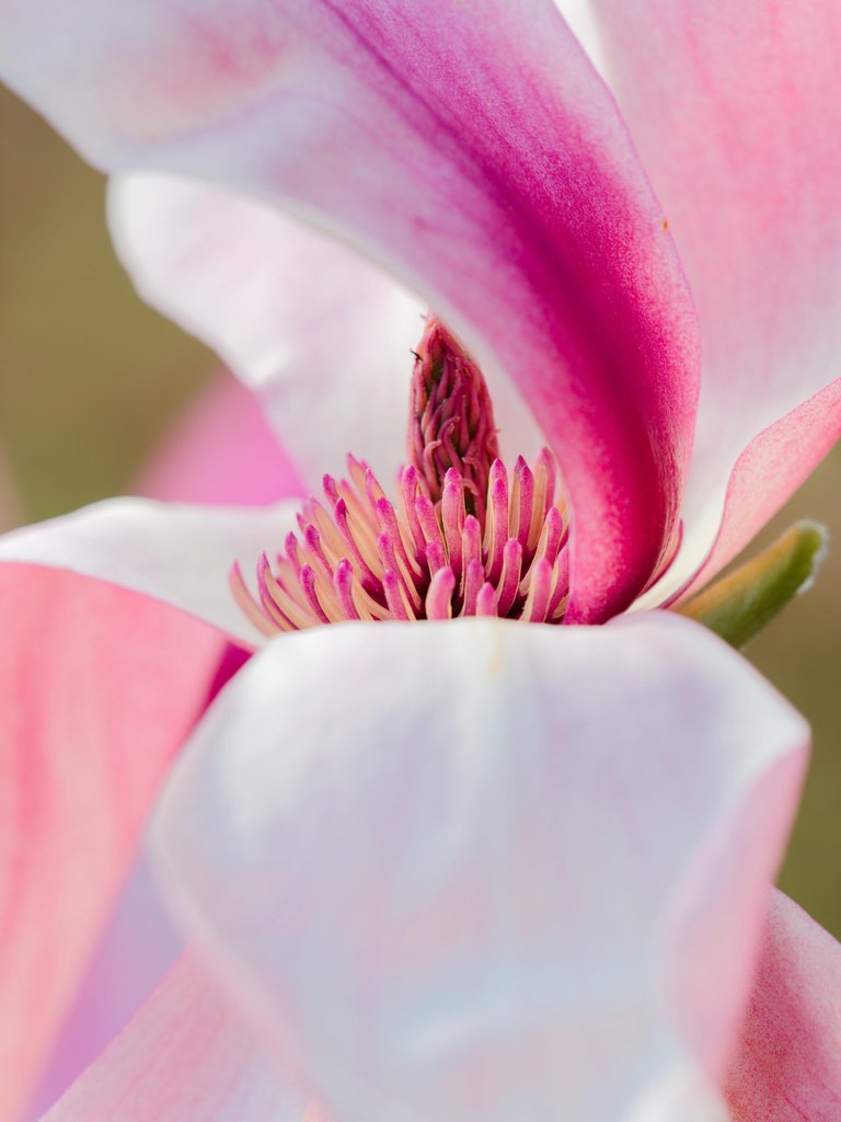 pink beauty scaled
