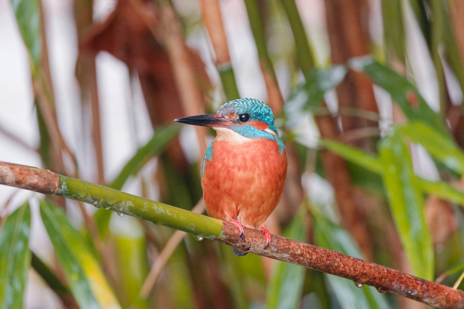 Appareil : X-T5 Focale : 600mm Ouverture : f/8 Vitesse : 1/60sec ISO : ISO-8000