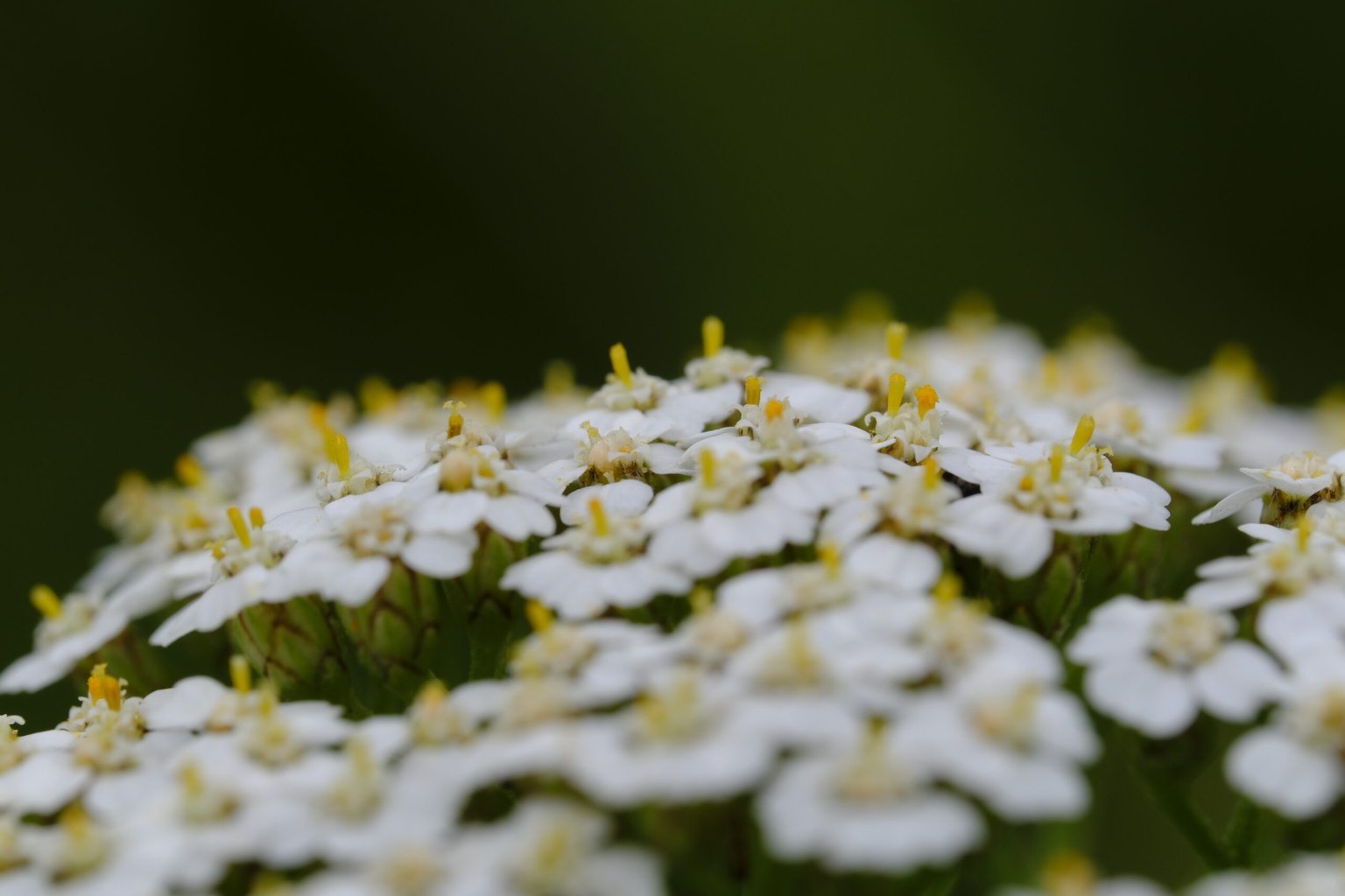 Appareil : X-T5 Focale : 112mm Ouverture : f/11 Vitesse : 1/250sec ISO : ISO-320