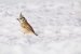 Appareil : X-T5 Focale : 840mm Ouverture : f/11 Vitesse : 1/500sec ISO : ISO-640
