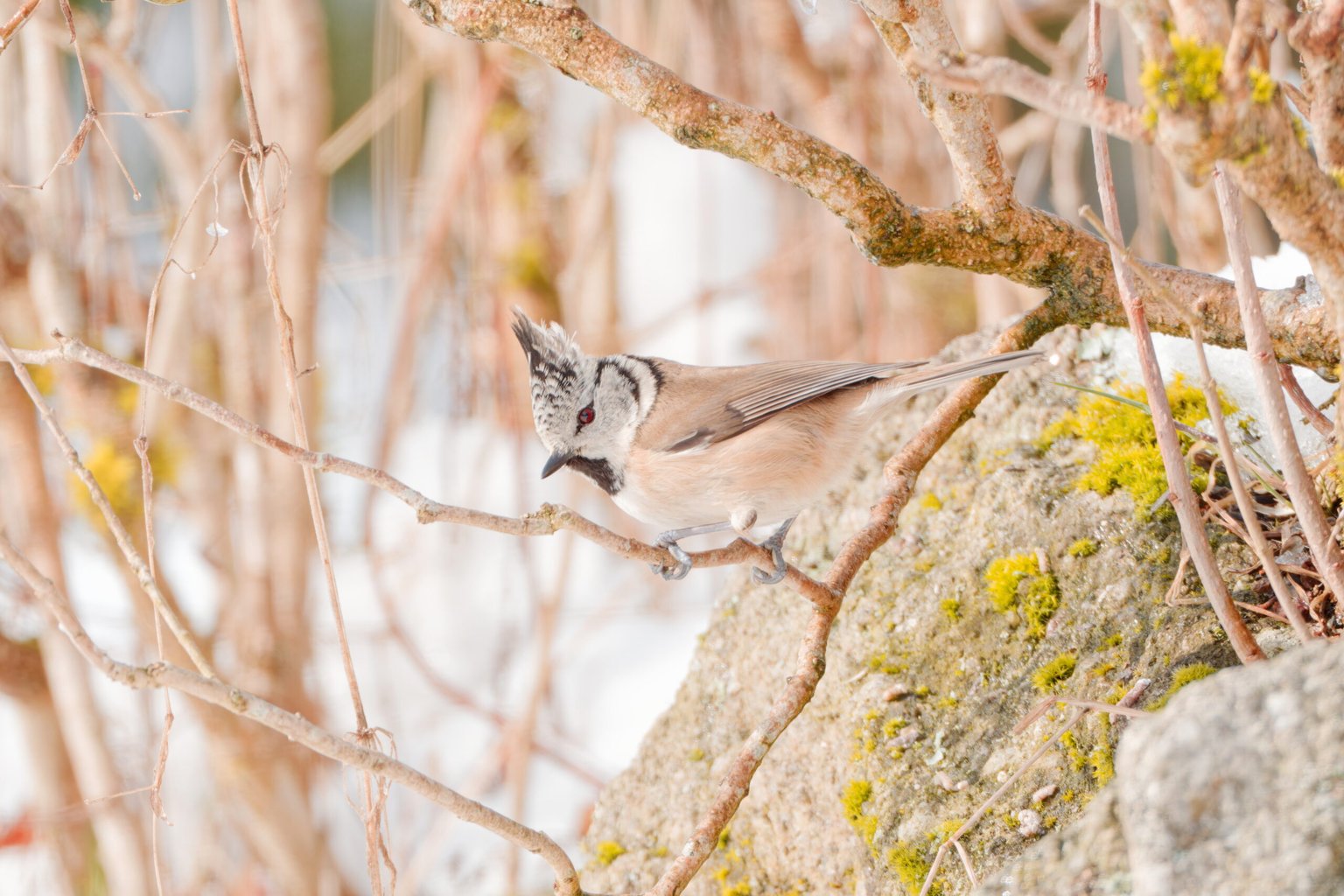 Appareil : X-T5 Focale : 840mm Ouverture : f/11 Vitesse : 1/500sec ISO : ISO-2000