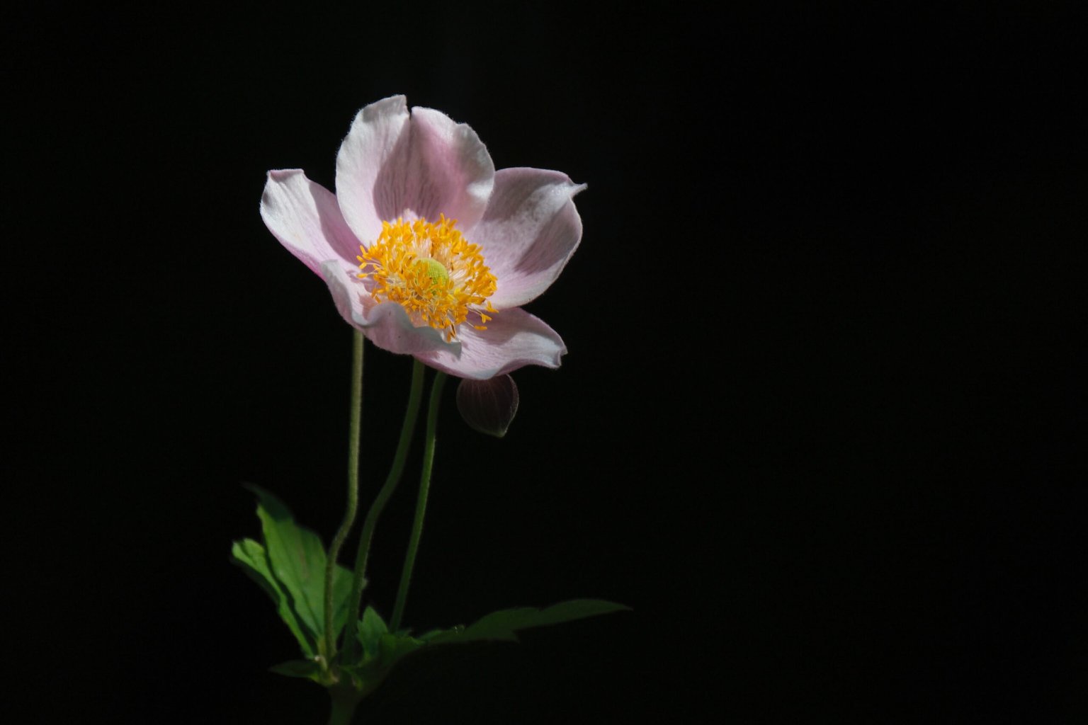 Appareil : X-T5 Focale : 386mm Ouverture : f/5.6 Vitesse : 1/1800sec ISO : ISO-500