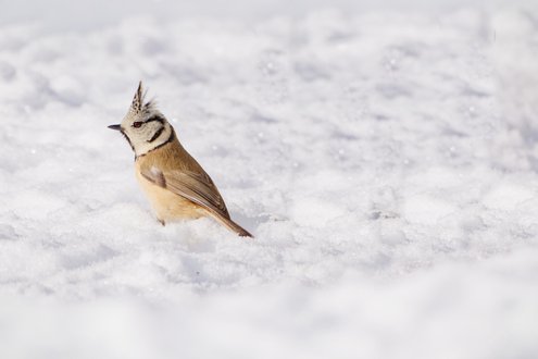 Appareil : X-T5 Focale : 840mm Ouverture : f/11 Vitesse : 1/500sec ISO : ISO-640