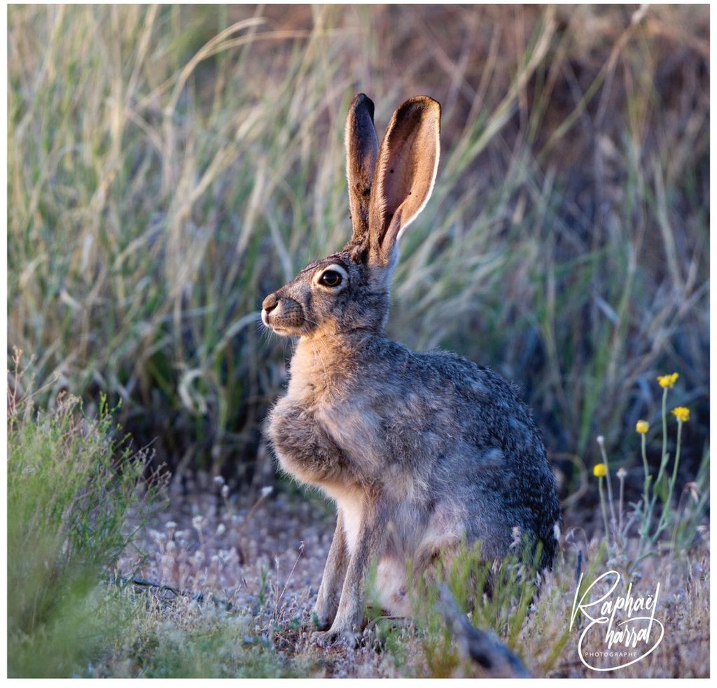 rabbit 1