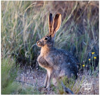 rabbit