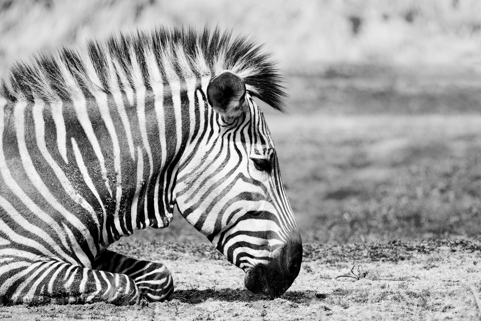 Appareil : X-T5 Focale : 600mm Ouverture : f/8 Vitesse : 1/500sec ISO : ISO-250