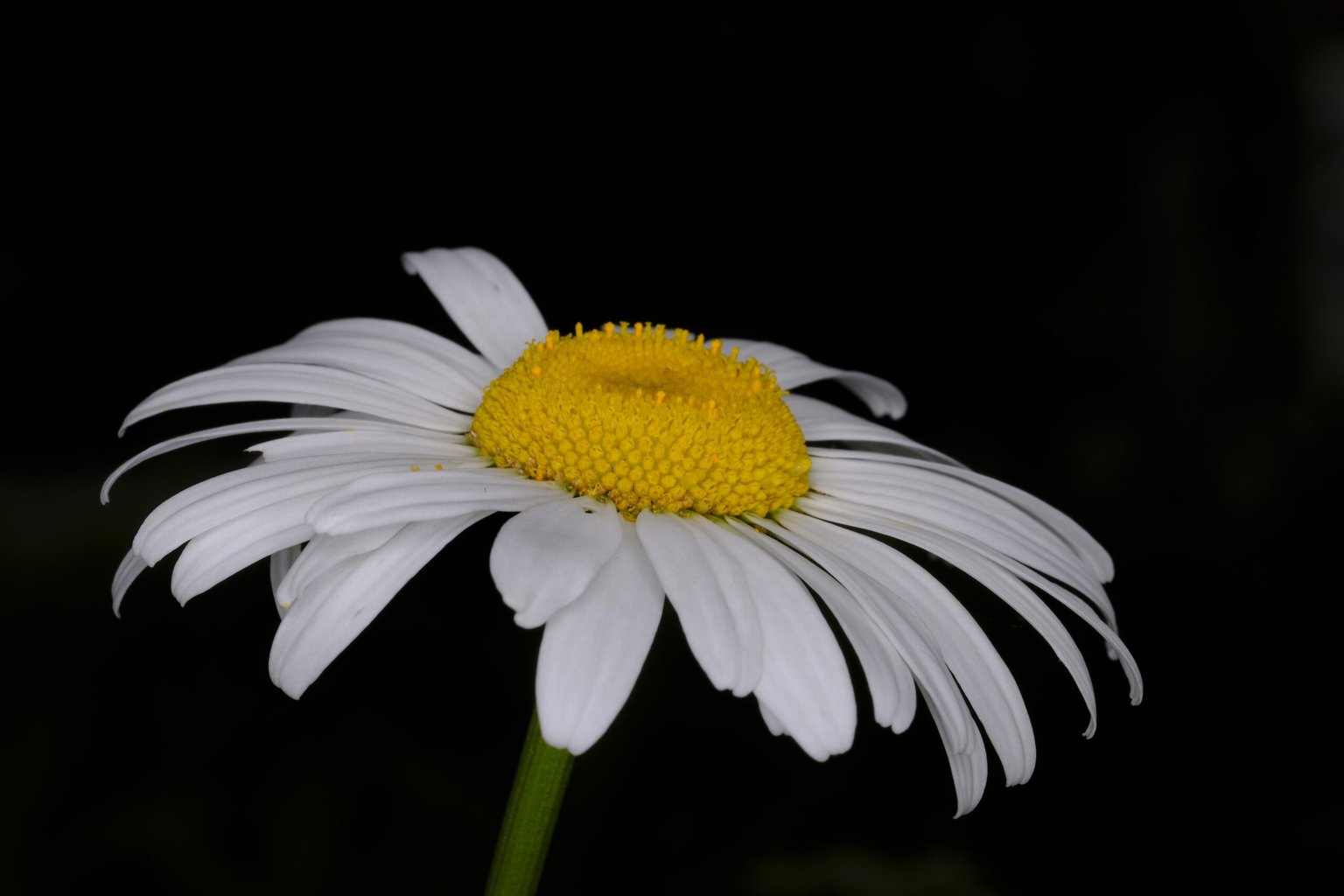 Appareil : X-T5 Focale : 80mm Ouverture : f/22 Vitesse : 1/250sec ISO : ISO-125