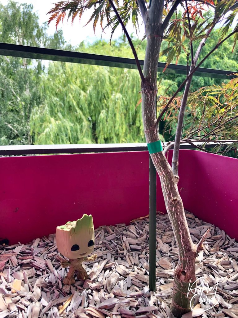 groot se met au vert