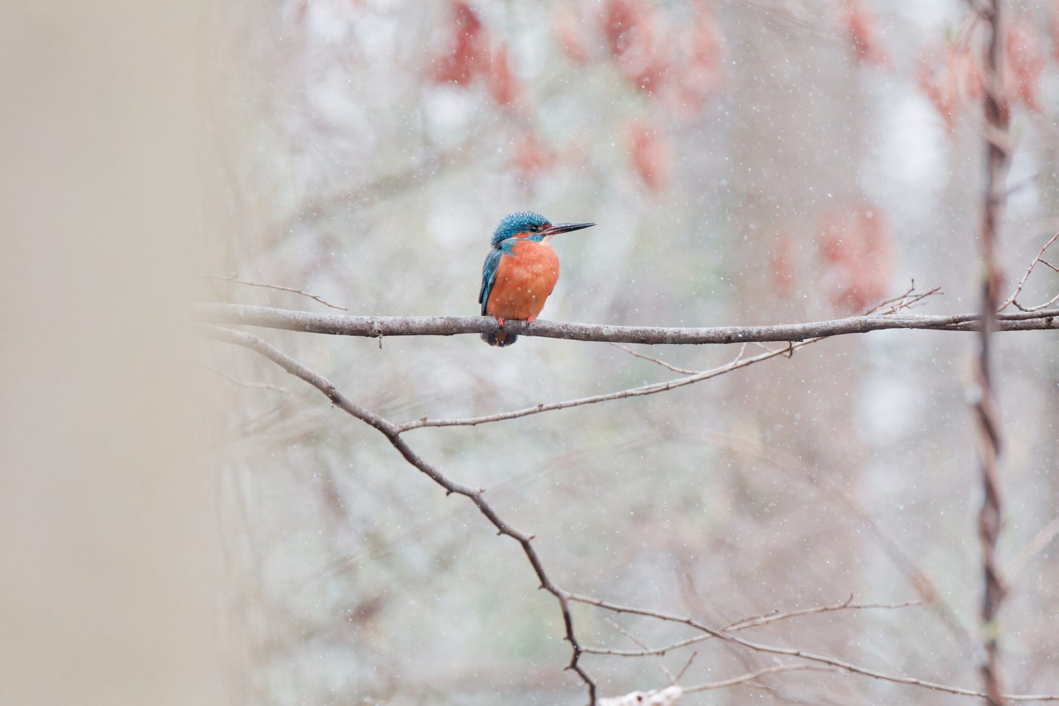 Appareil : X-T5 Focale : 400mm Ouverture : f/8 Vitesse : 1/1000sec ISO : ISO-12800