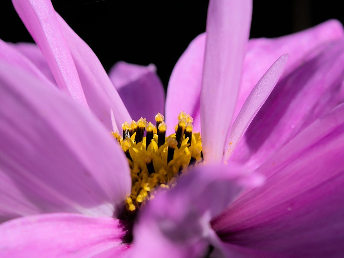 macro-photographie