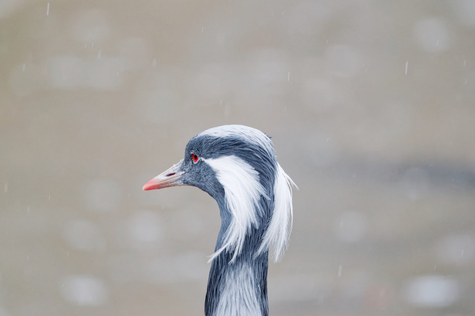 Appareil : X-T5 Focale : 600mm Ouverture : f/8 Vitesse : 1/500sec ISO : ISO-6400
