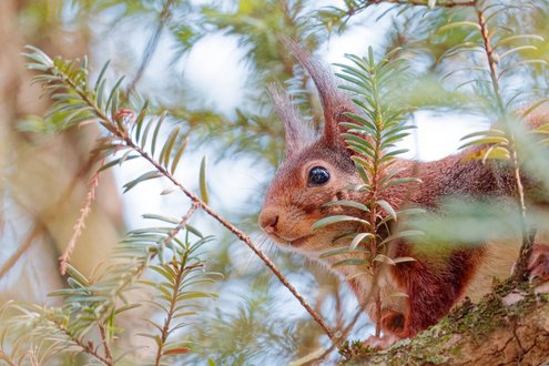 Appareil : X-T5 Focale : 600mm Ouverture : f/8 Vitesse : 1/500sec ISO : ISO-12800
