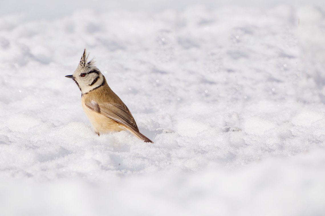 Appareil : X-T5 Focale : 840mm Ouverture : f/11 Vitesse : 1/500sec ISO : ISO-640