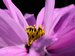 macro-photographie