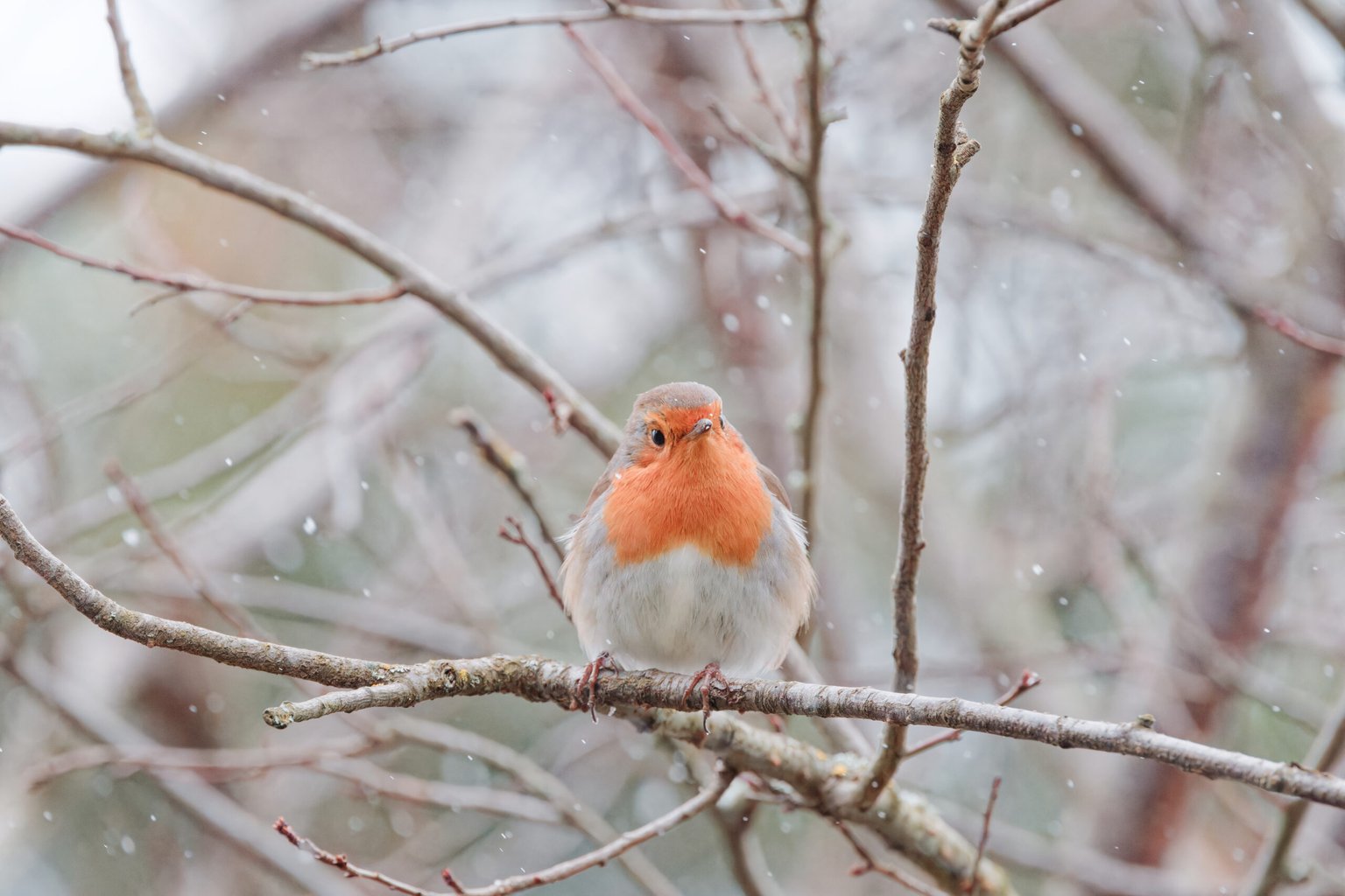 Appareil : X-T5 Focale : 400mm Ouverture : f/8 Vitesse : 1/1000sec ISO : ISO-10000