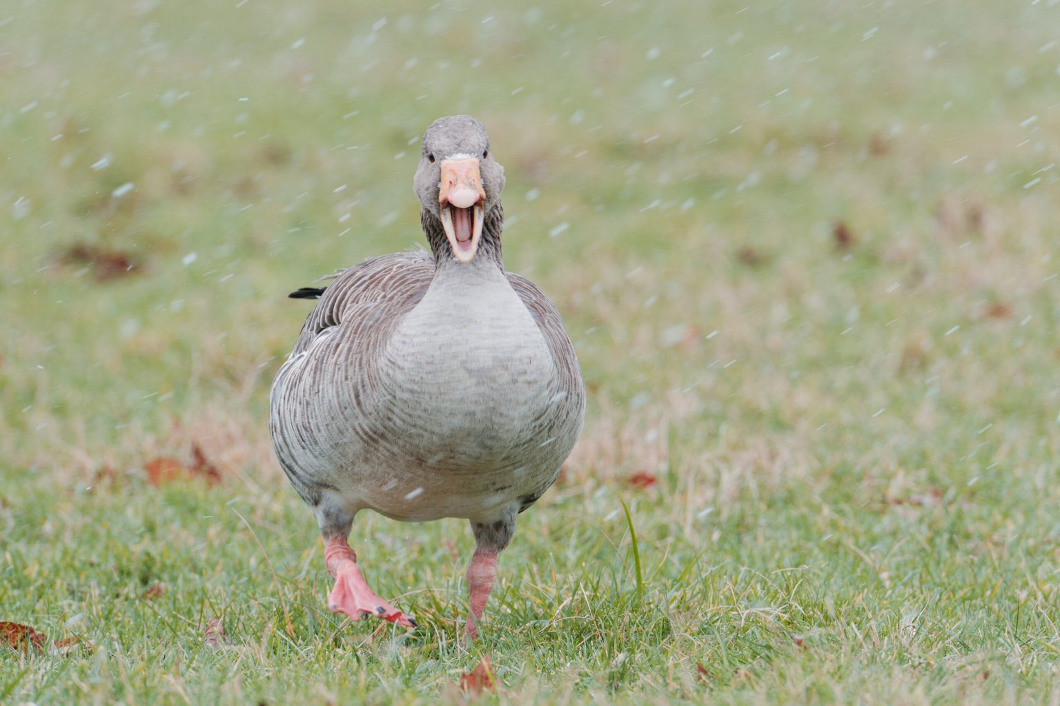 Appareil : X-T5 Focale : 400mm Ouverture : f/8 Vitesse : 1/250sec ISO : ISO-500