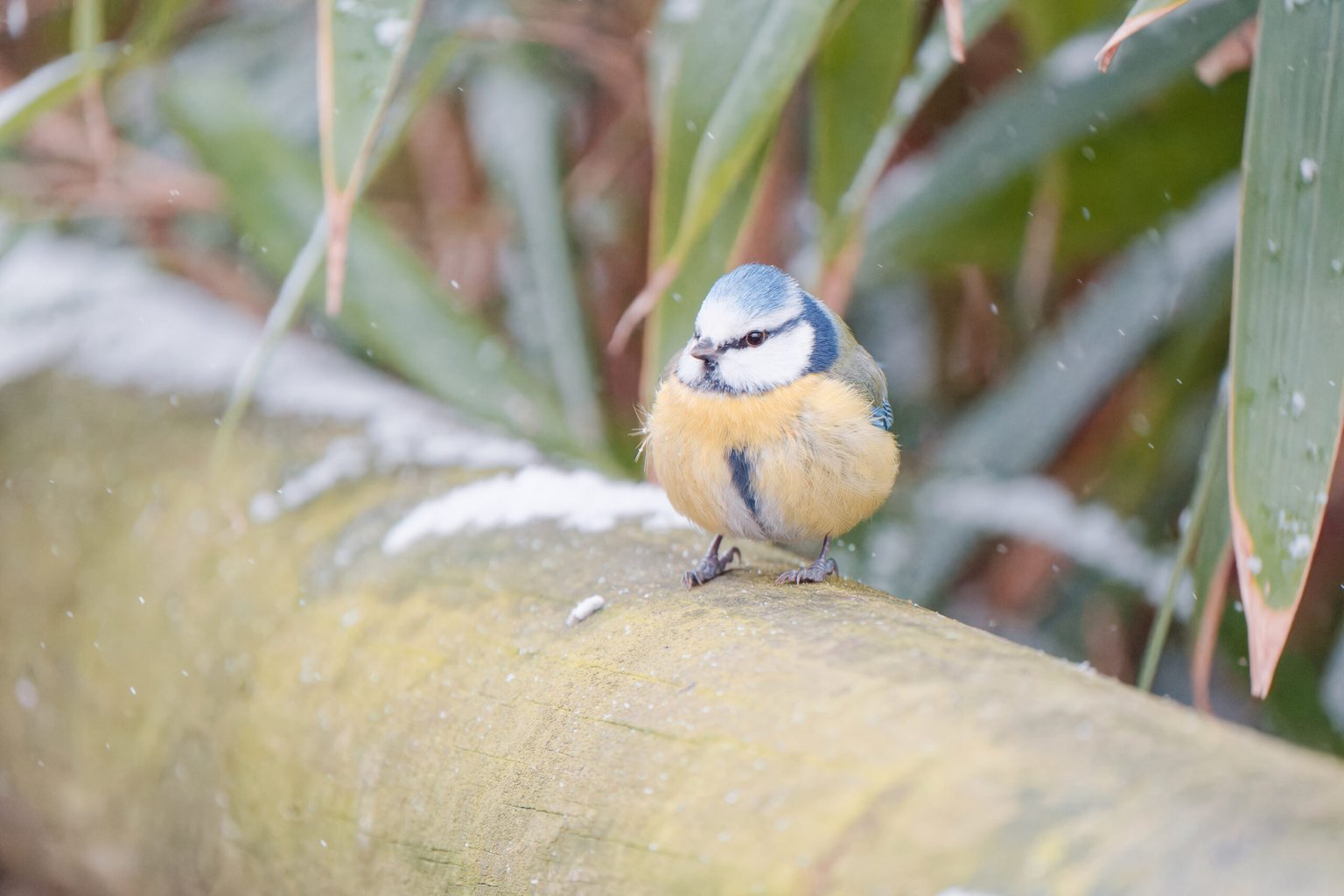 Appareil : X-T5 Focale : 400mm Ouverture : f/5.6 Vitesse : 1/1000sec ISO : ISO-12800