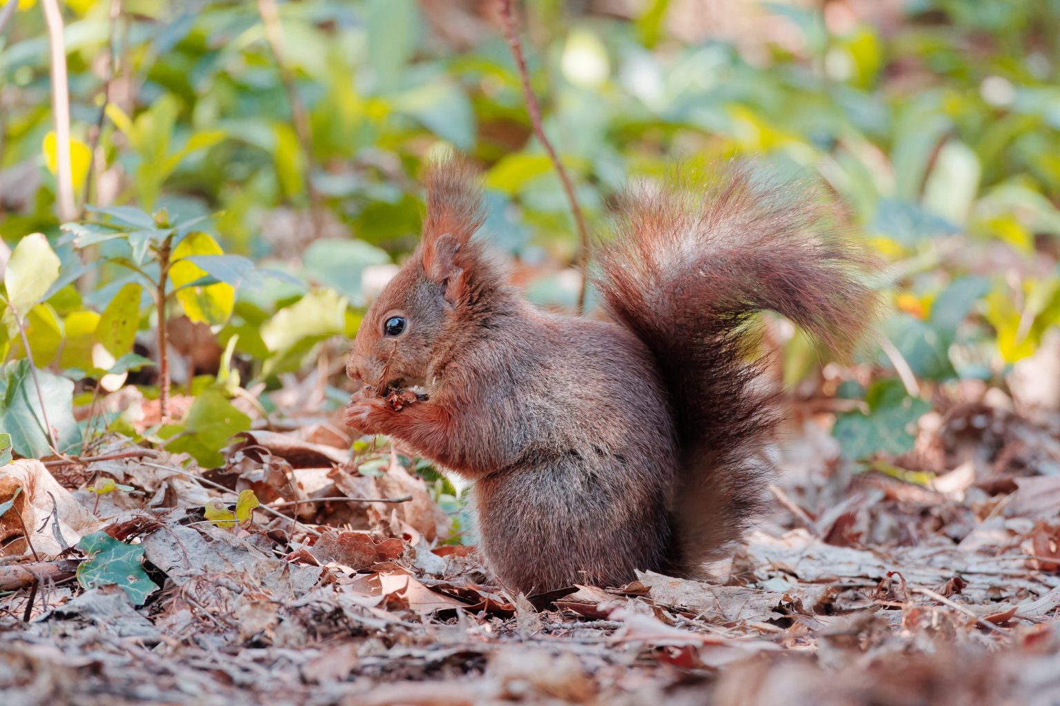 Appareil : X-T5 Focale : 600mm Ouverture : f/8 Vitesse : 1/500sec ISO : ISO-8000