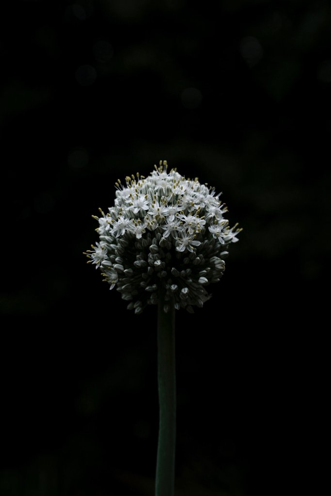 Appareil : X-T5 Focale : 55mm Ouverture : f/5.6 Vitesse : 1/1250sec ISO : ISO-640