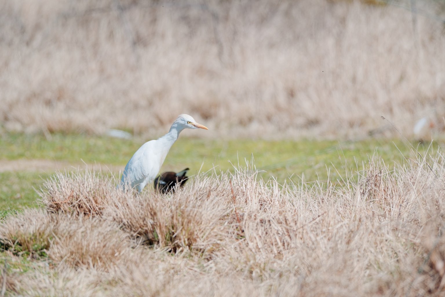 Appareil : X-T5 Focale : 600mm Ouverture : f/8 Vitesse : 1/1000sec ISO : ISO-500