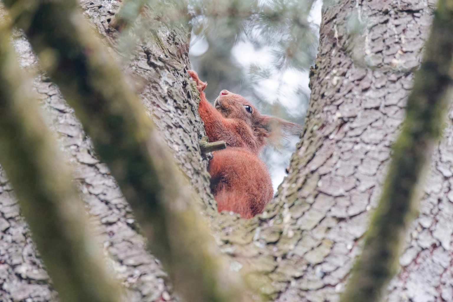 Appareil : X-T5 Focale : 600mm Ouverture : f/8 Vitesse : 1/500sec ISO : ISO-12800