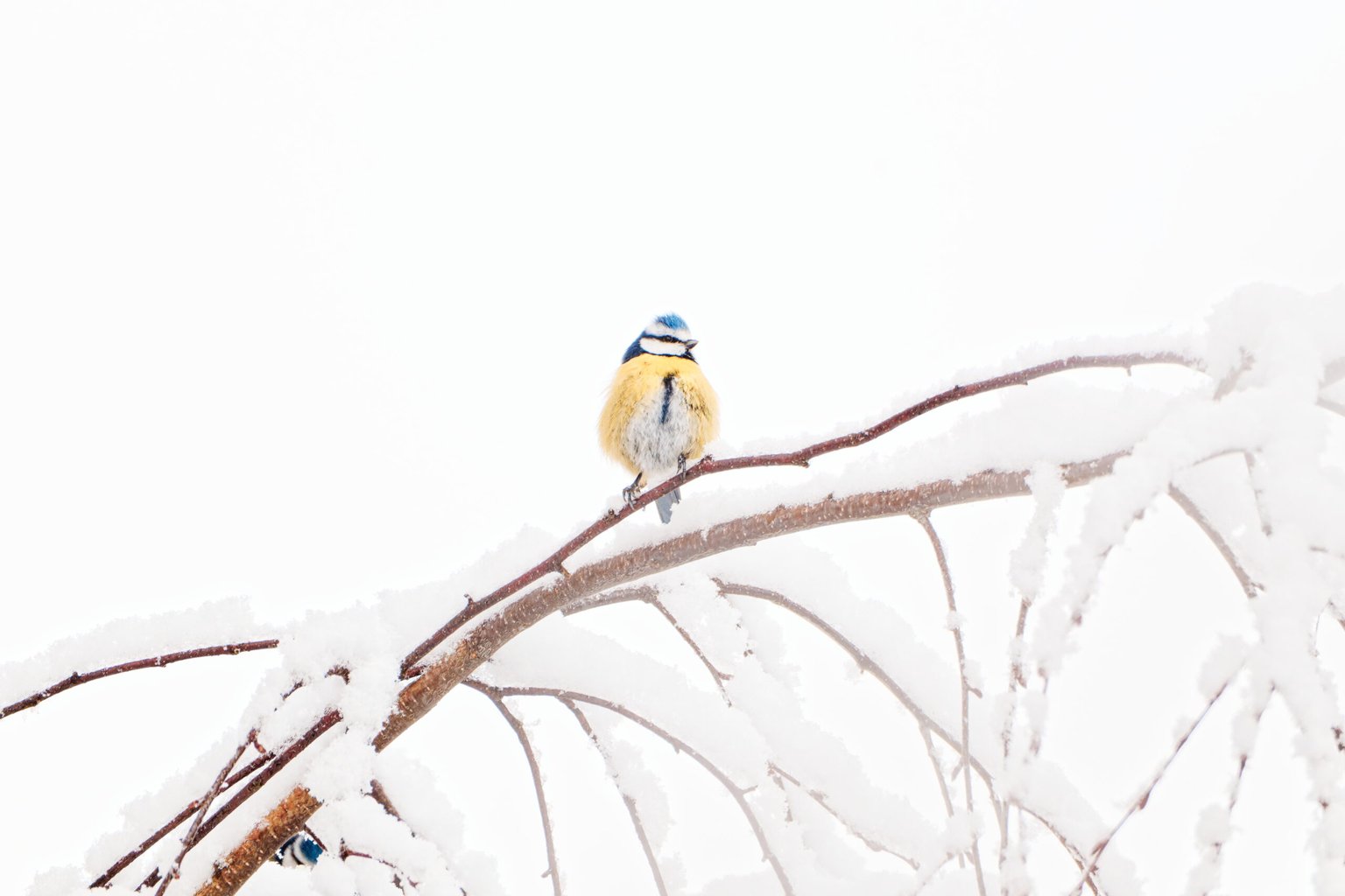 Appareil : X-T5 Focale : 840mm Ouverture : f/11 Vitesse : 1/500sec ISO : ISO-1000
