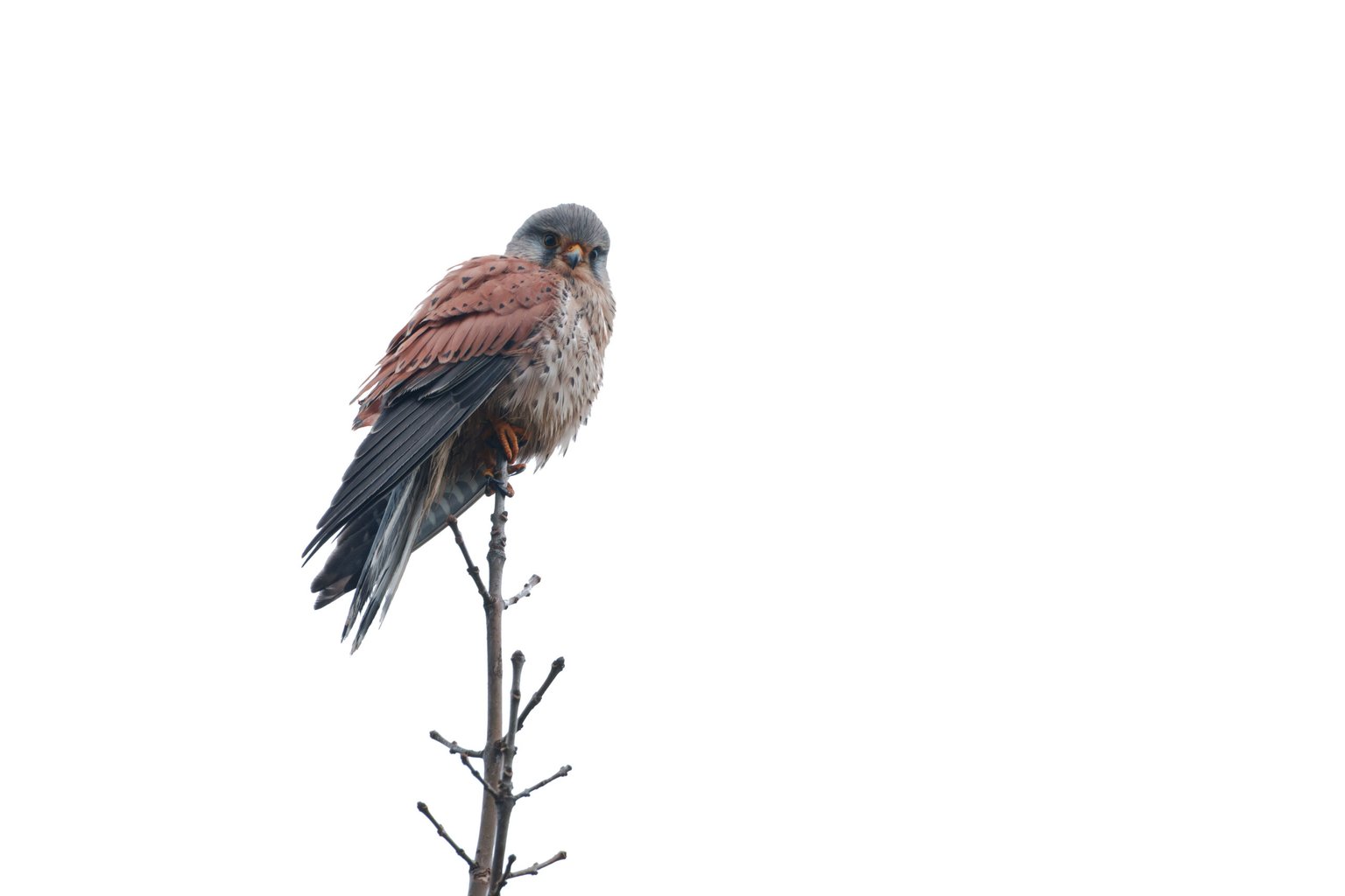 Appareil : X-T5 Focale : 600mm Ouverture : f/8 Vitesse : 1/1000sec ISO : ISO-3200