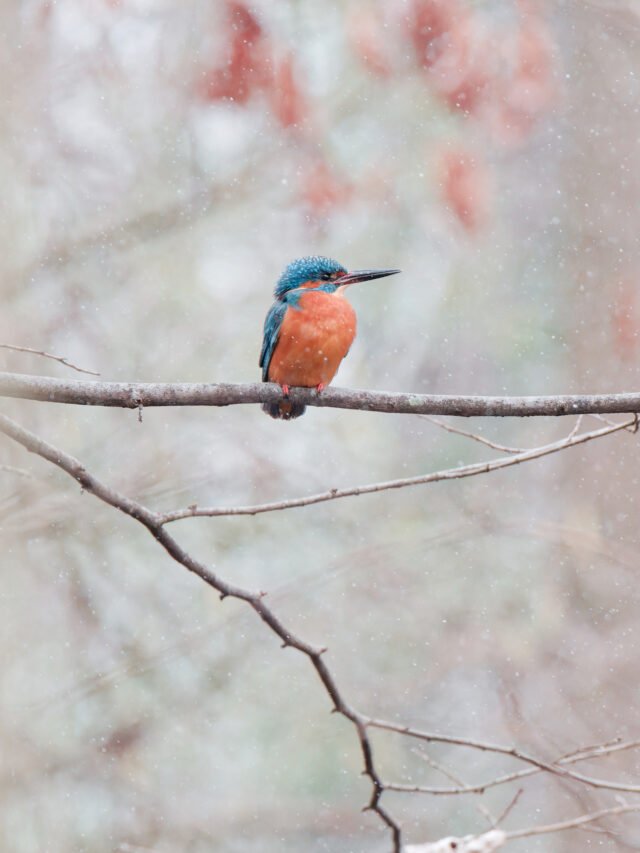 Appareil : X-T5 Focale : 400mm Ouverture : f/8 Vitesse : 1/1000sec ISO : ISO-12800