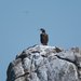 Appareil : X-T5 Focale : 840mm Ouverture : f/11 Vitesse : 1/1000sec ISO : ISO-640