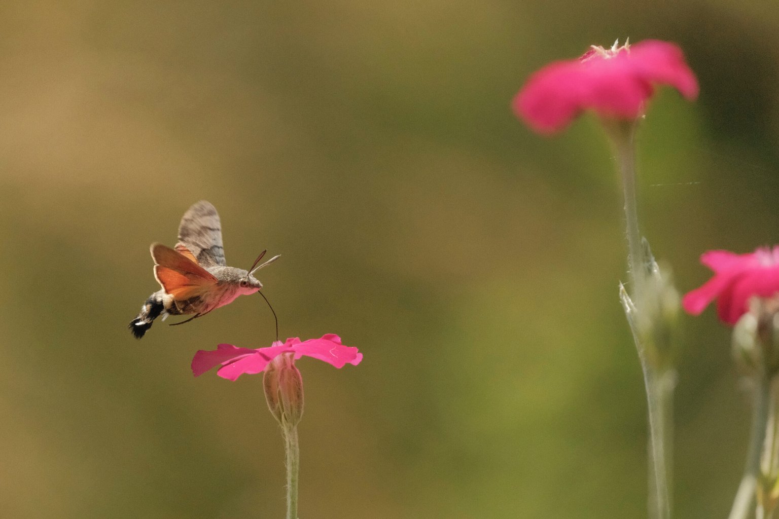 Appareil : X-T5 Focale : 400mm Ouverture : f/5.6 Vitesse : 1/8000sec ISO : ISO-5000