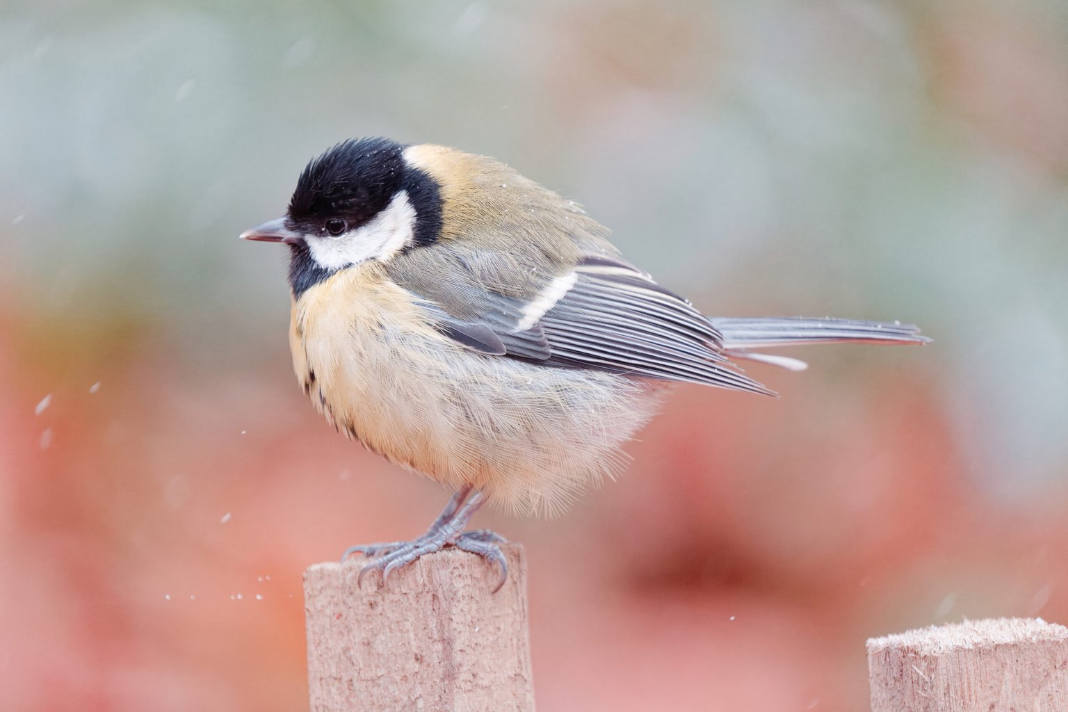 Appareil : X-T5 Focale : 400mm Ouverture : f/5.6 Vitesse : 1/1000sec ISO : ISO-12800
