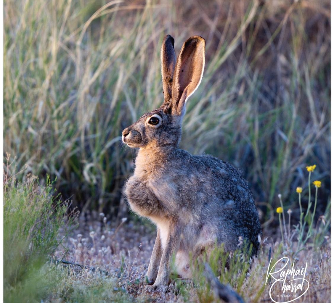 rabbit