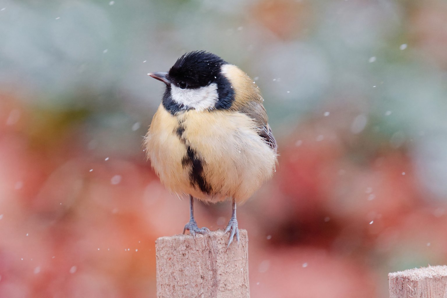 Appareil : X-T5 Focale : 400mm Ouverture : f/8 Vitesse : 1/1000sec ISO : ISO-12800