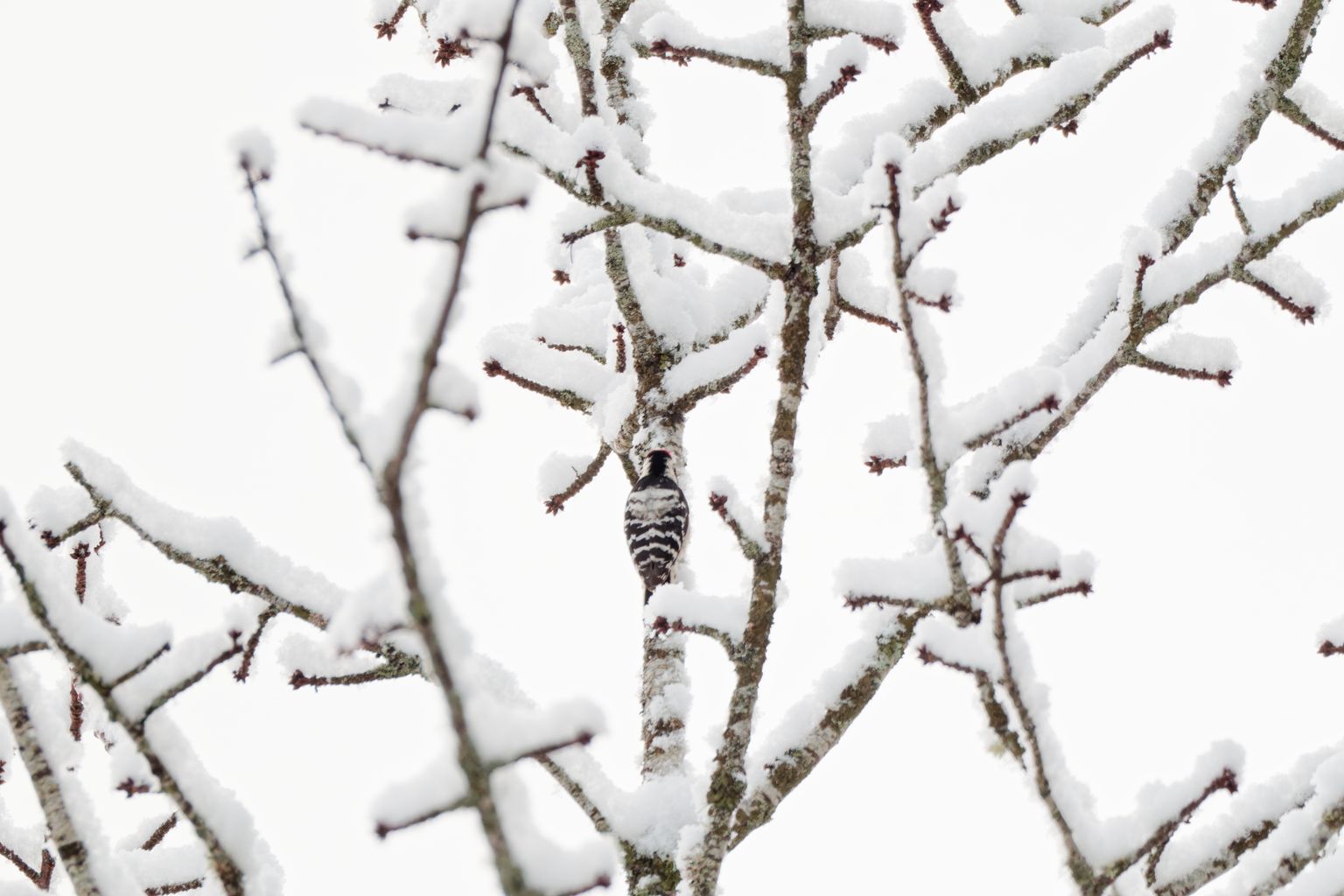 Les passereaux en hiver 6