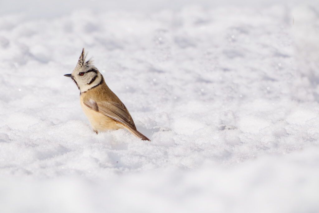 Les passereaux en hiver 5 DSF2900 DxO