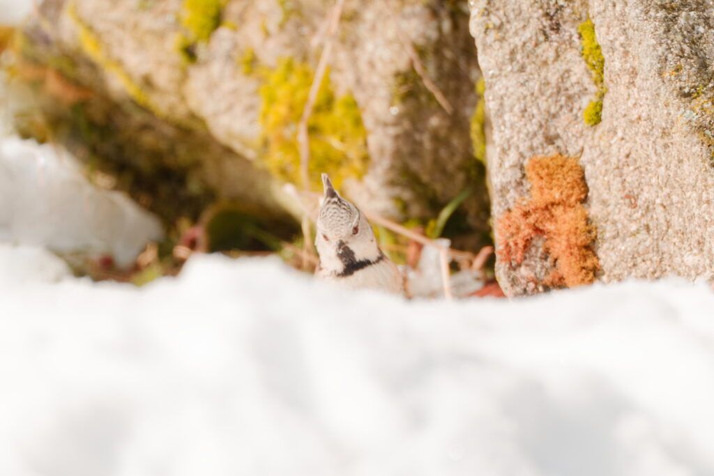 Les passereaux en hiver 4 DSF2917 DxO