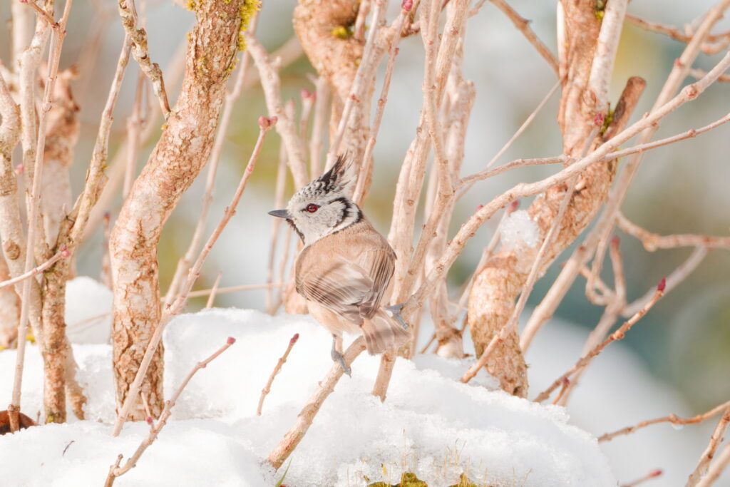 Les passereaux en hiver 10 DSF2921 DxO 1