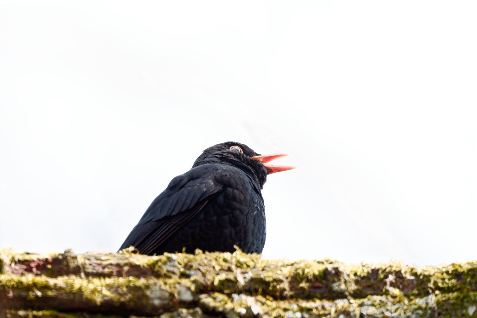 Appareil : X-T5 Focale : 600mm Ouverture : f/8 Vitesse : 1/500sec ISO : ISO-1250