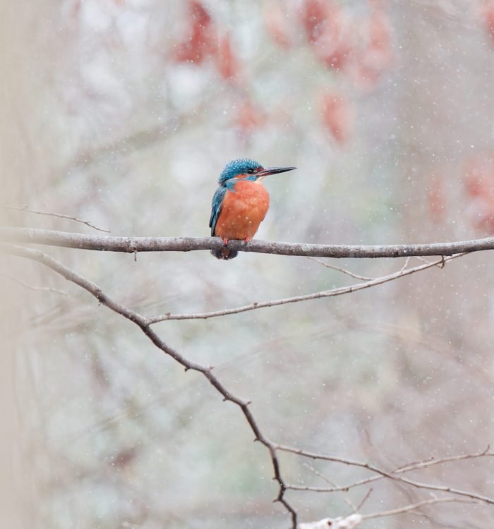 Appareil : X-T5 Focale : 400mm Ouverture : f/8 Vitesse : 1/1000sec ISO : ISO-12800