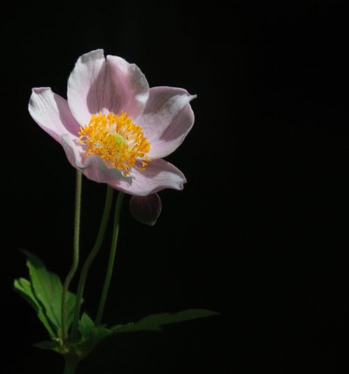 Appareil : X-T5 Focale : 386mm Ouverture : f/5.6 Vitesse : 1/1800sec ISO : ISO-500