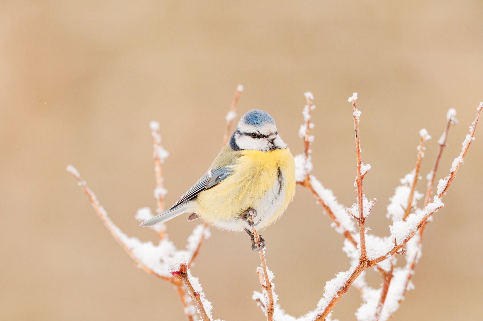 Appareil : X-T5 Focale : 840mm Ouverture : f/11 Vitesse : 1/500sec ISO : ISO-5000